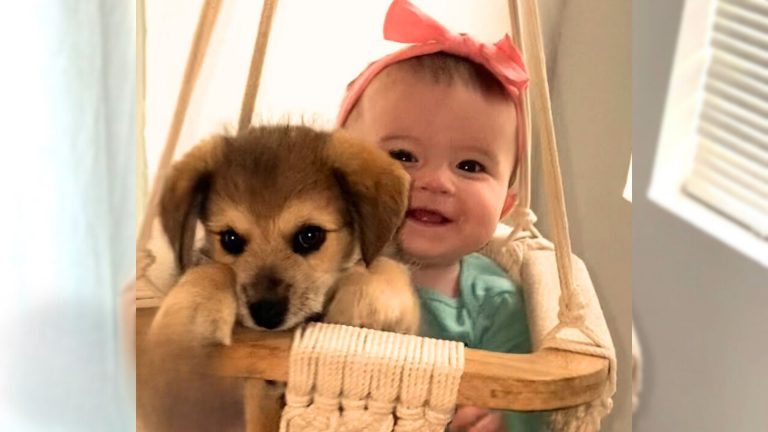 adorable baby and puppy in the basket