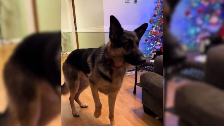 german shepherd got christmas present