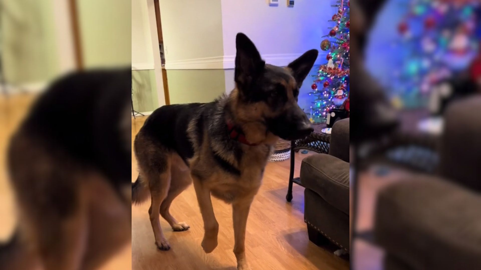 This German Shepherd Was So Delighted By His Amazing Christmas Surprise