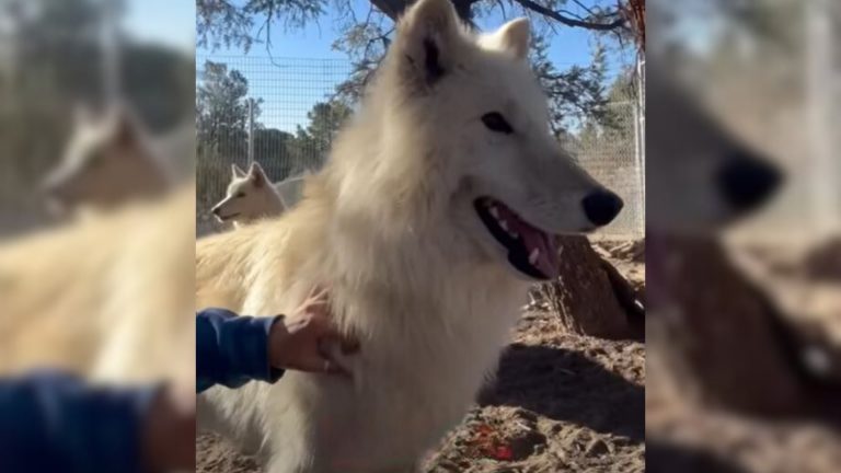 beautiful white dog