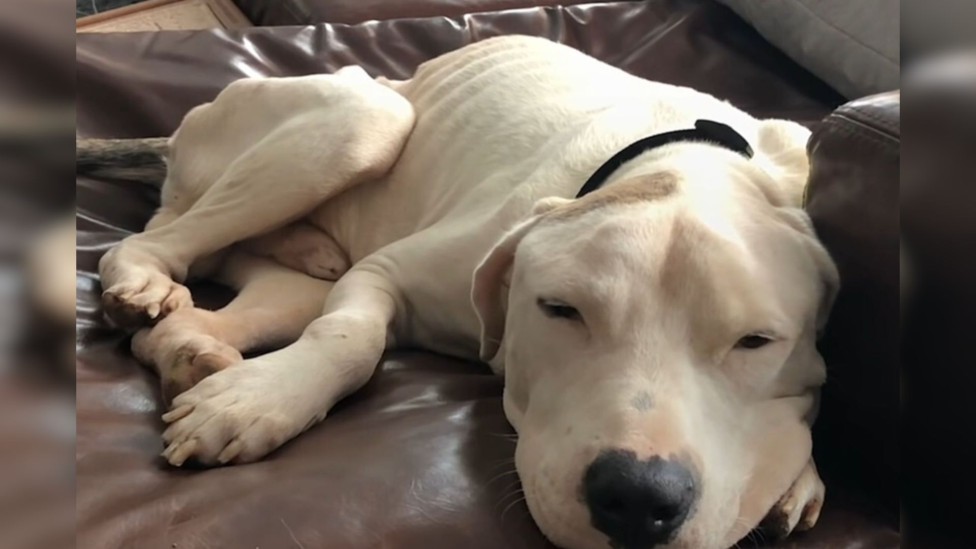 Pittie Given Zero Chance Of Survival Miraculously Transforms Into A Brand New Dog 