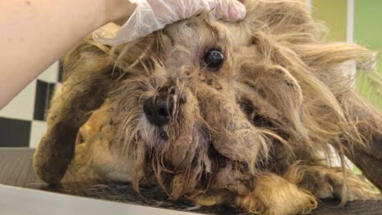 neglected and unshaved dog