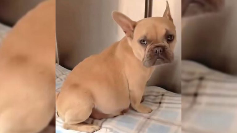 pregnant dog