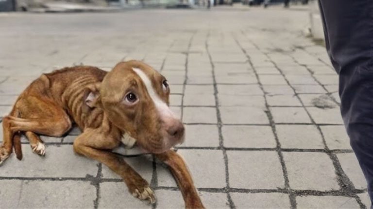 photo of severely malnourished dog
