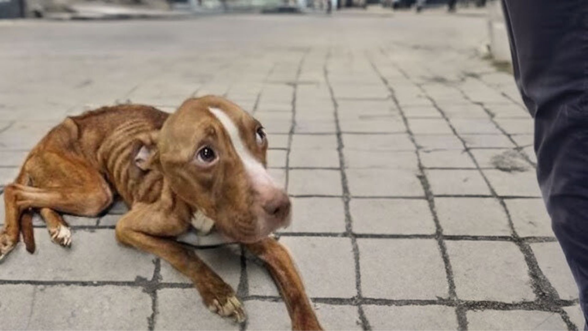 This Severely Malnourished Dog Used The Last Of His Strength To Ask Kind People For Help
