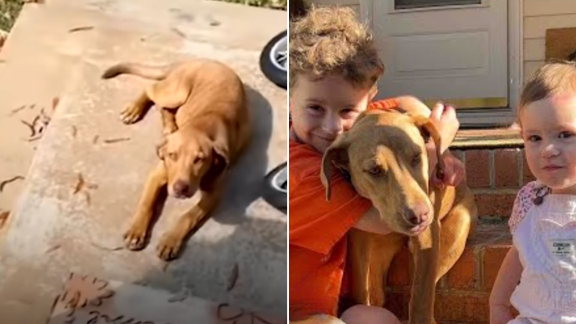 stray dog fell asleep on a family doorstep