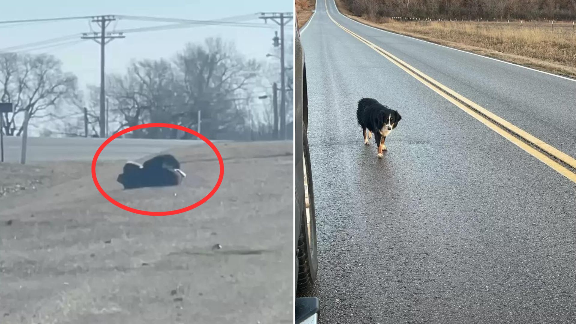 This Stubborn Dog Who Refused To Be Rescued Was Hiding An Adorable Secret