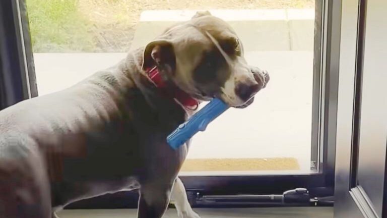 pittie standing by the front door