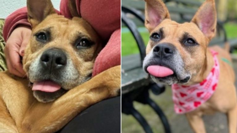 photo of smiling shelter dog
