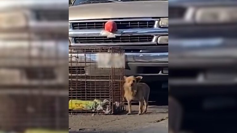 tiny dog hit by a car