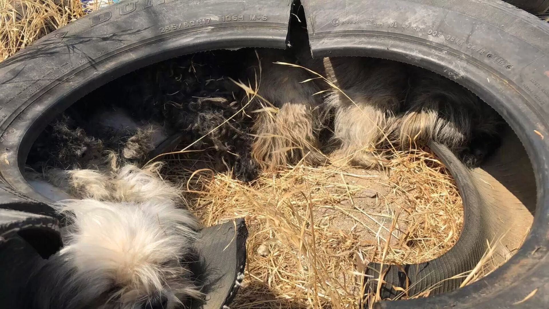 Dog Pack Living In Tire Hiding From The Scorching Sun Finally Gets Noticed
