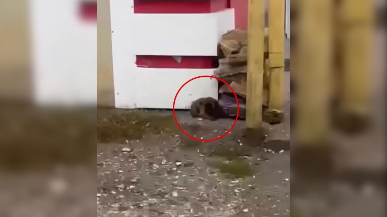 tiny puppy curled up in the corner