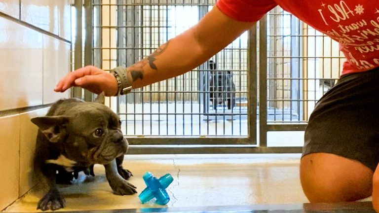 photo of a trembling frenchie dog