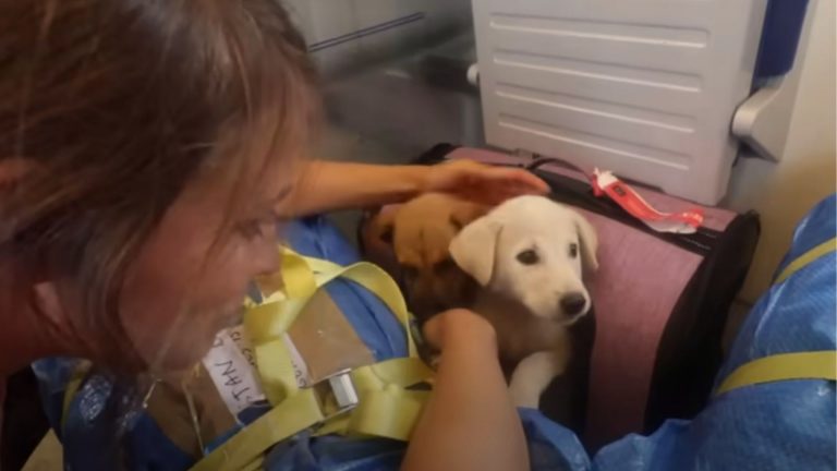 travelers with puppies