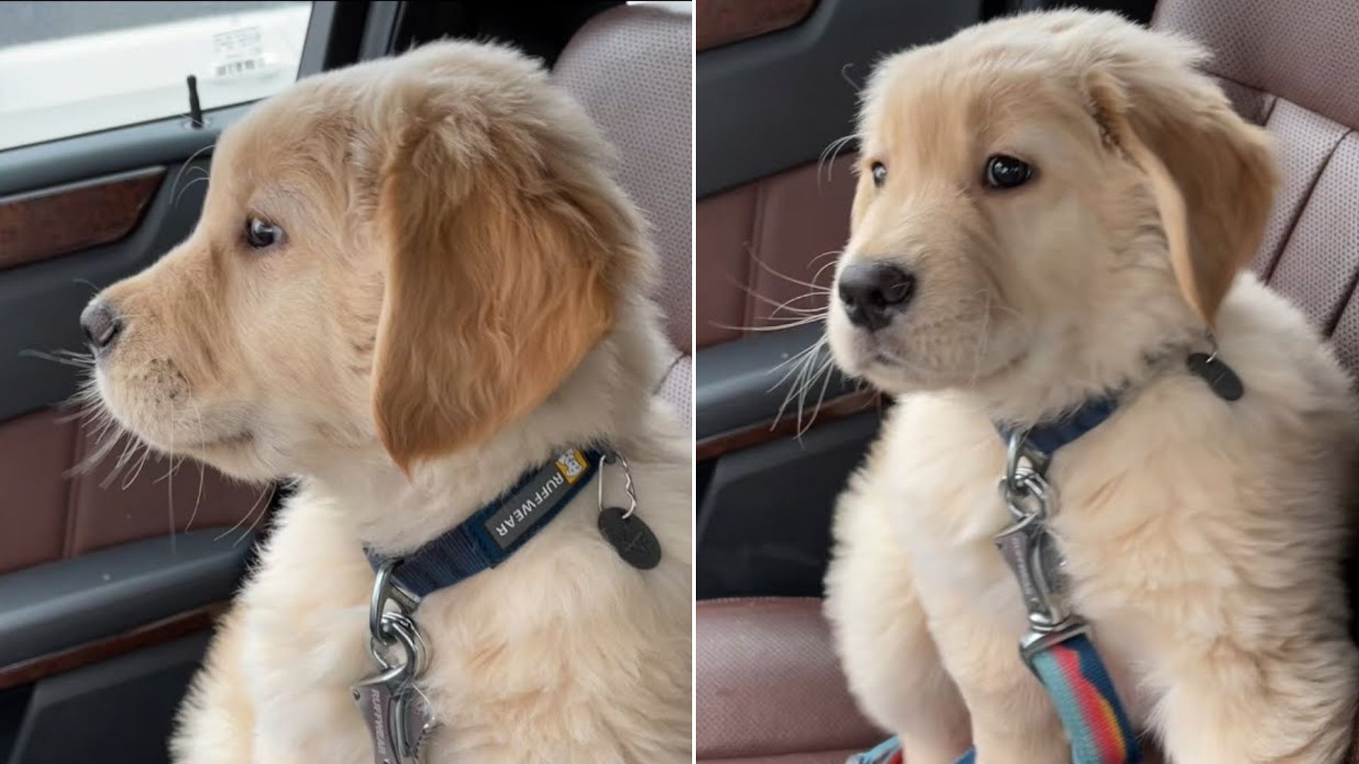 This Golden Retriever Pup Being Dazzled By Windshield Wipers Will Steal Your Heart