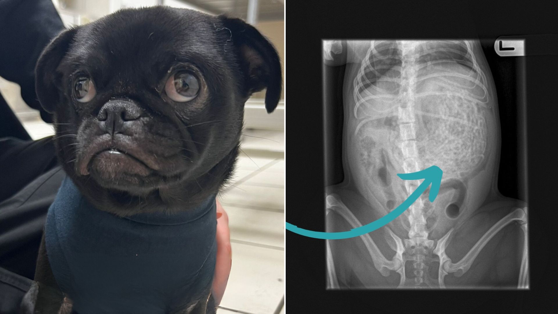 When Mom Took Her Unwell Dog To The Vet, She Couldn’t Believe What The X-Rays Found