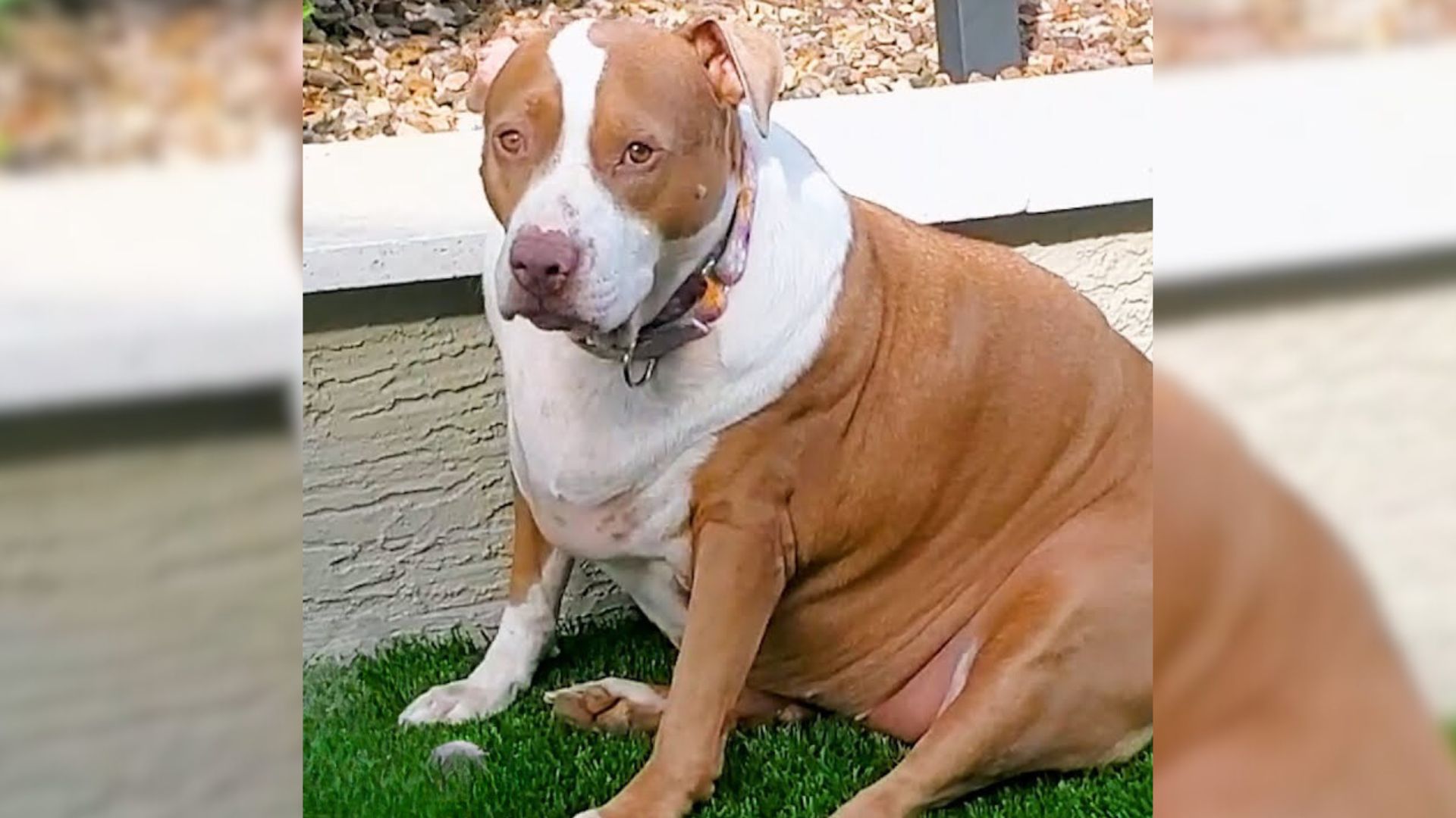 Obese Pit Bull Undergoes A Life-Changing Transformation