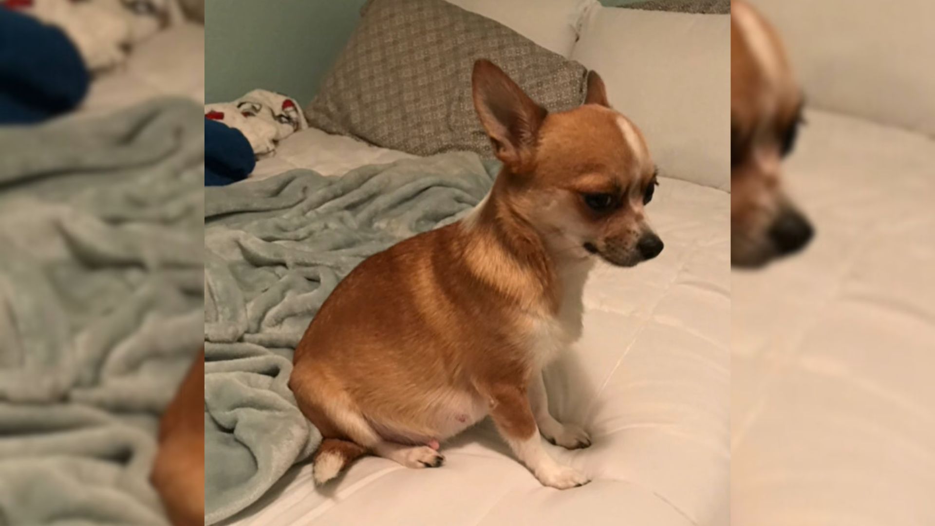 Chihuahua sitting down