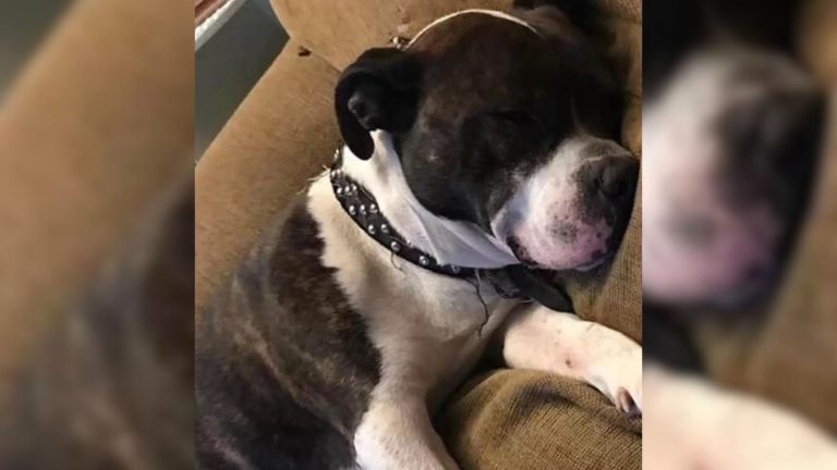 dog sleeps calmly