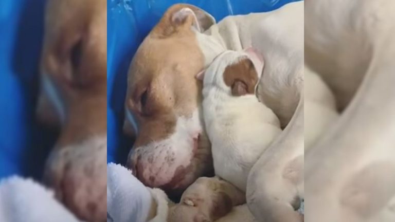 pitbull with puppies