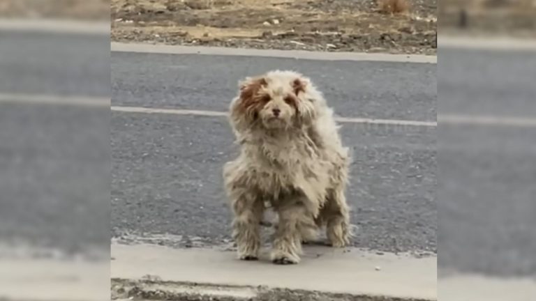 matted stray dog