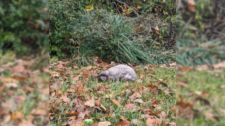 shivering animal in the leaves