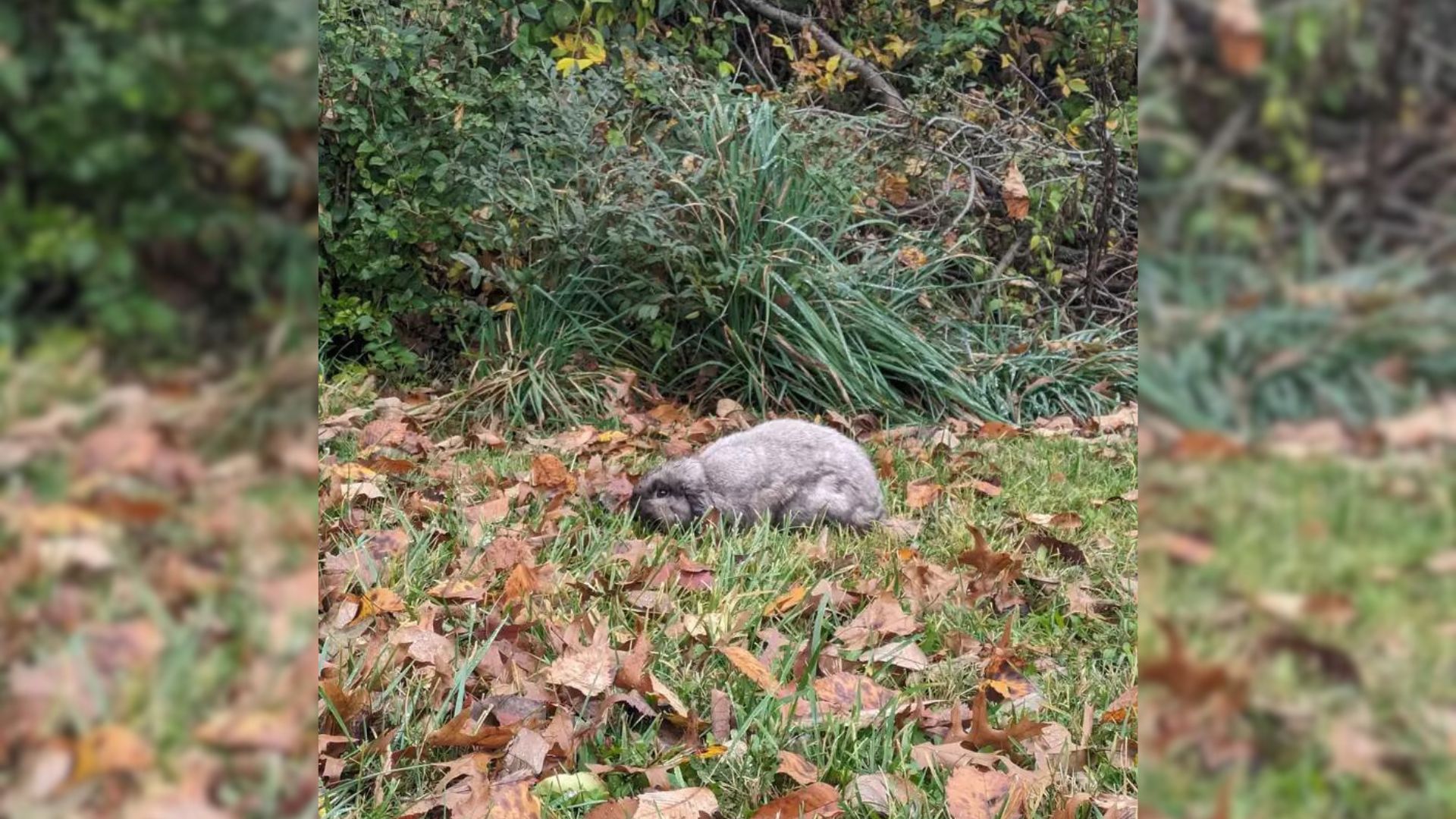 shivering animal in the leaves