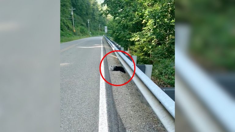 mysterious animal next to the road with its head stuck in a plastic container