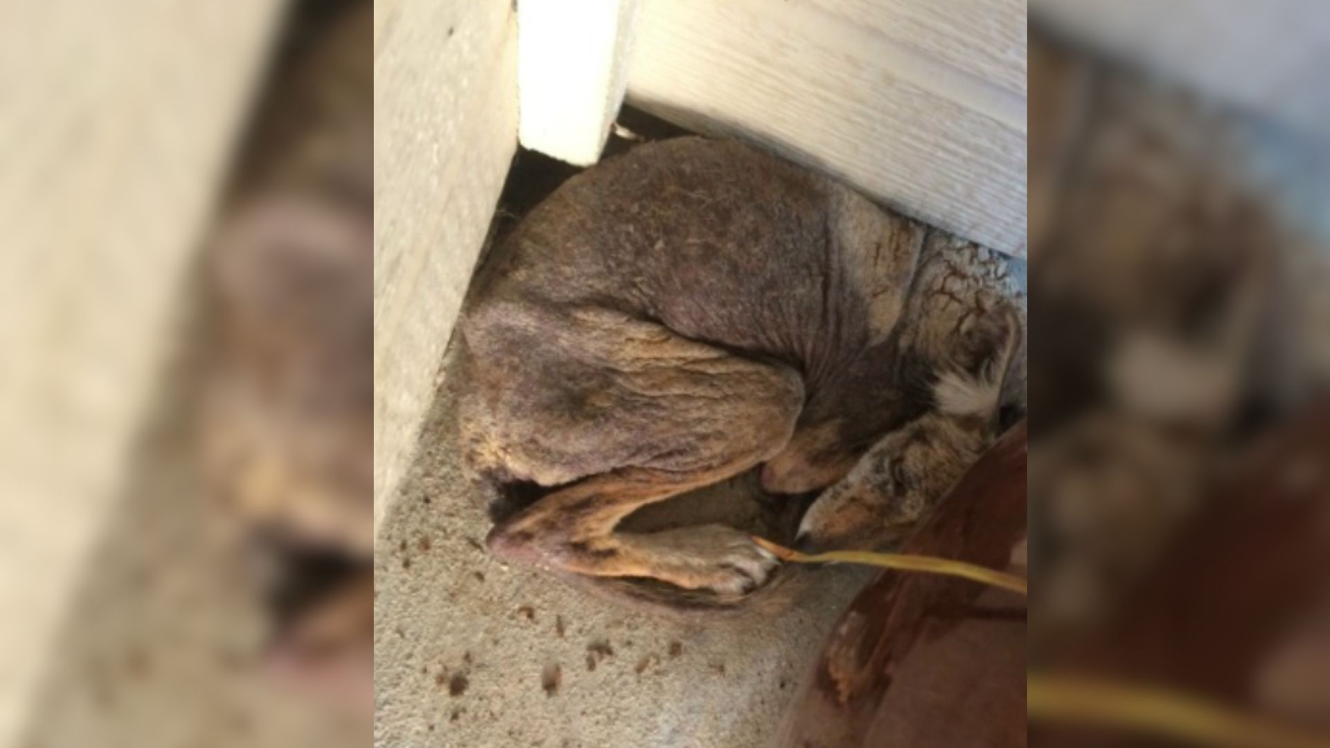 sick animal lying on porch