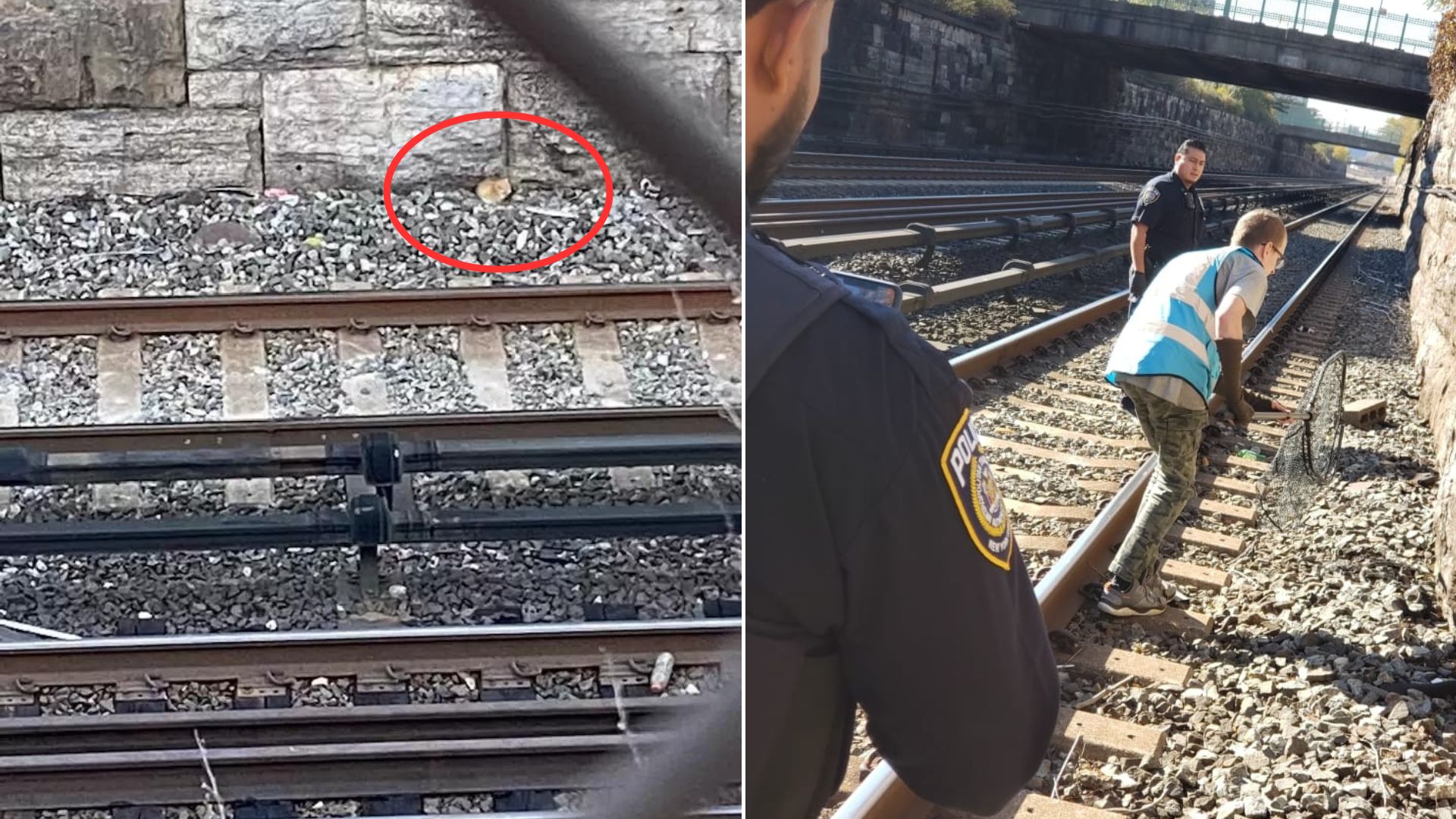 Woman Was Waiting For The Train And Then Noticed Something Unusual Near The Tracks