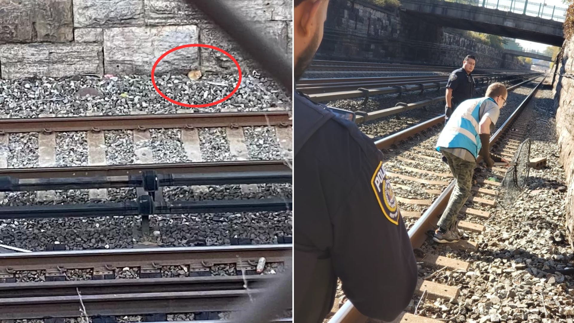 people rescuing animal from train tracks