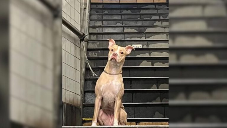 abandoned dog tied in a subway