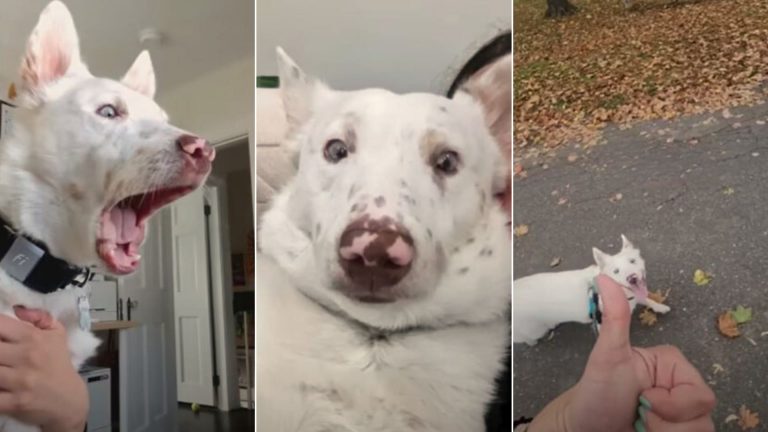 deaf dog sees a husky