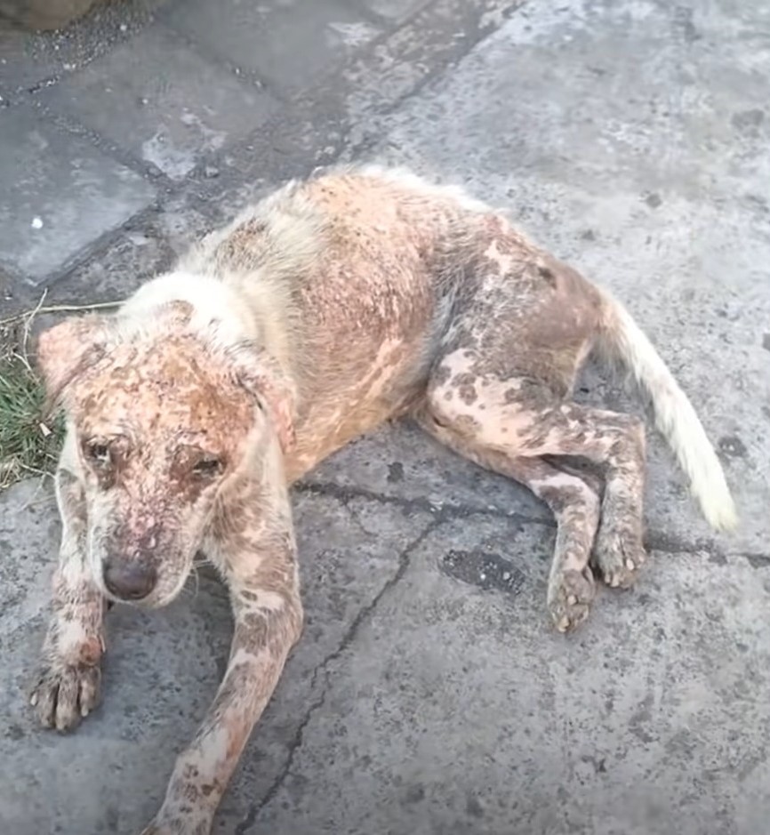 abandoned and injured dog