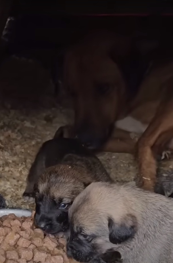abandoned puppies with dog mama