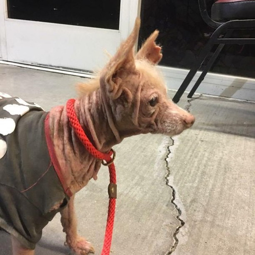 adopted dog with clothes on