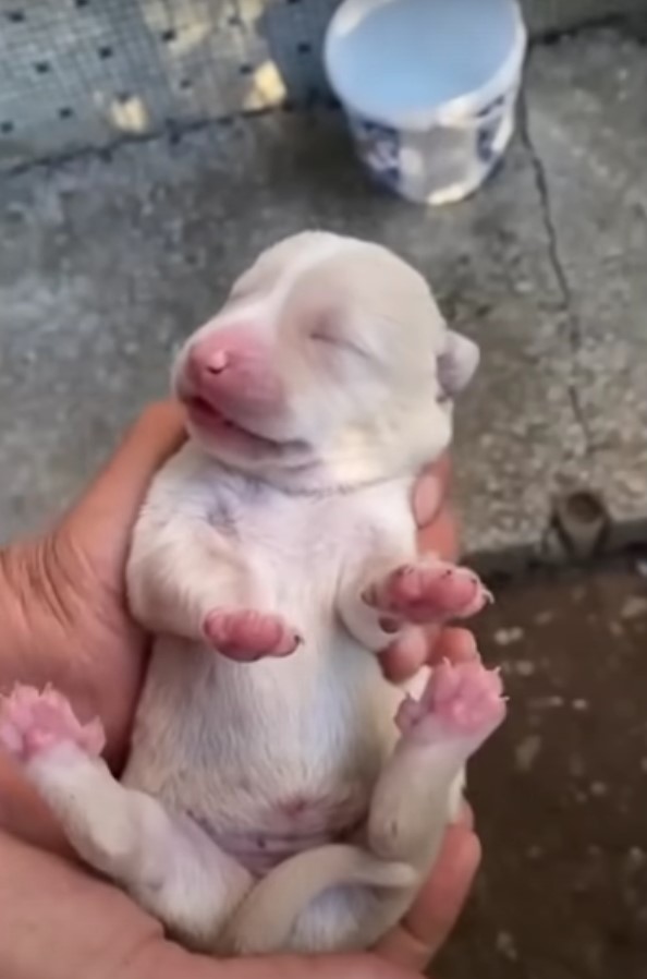 adorable newborn puppy