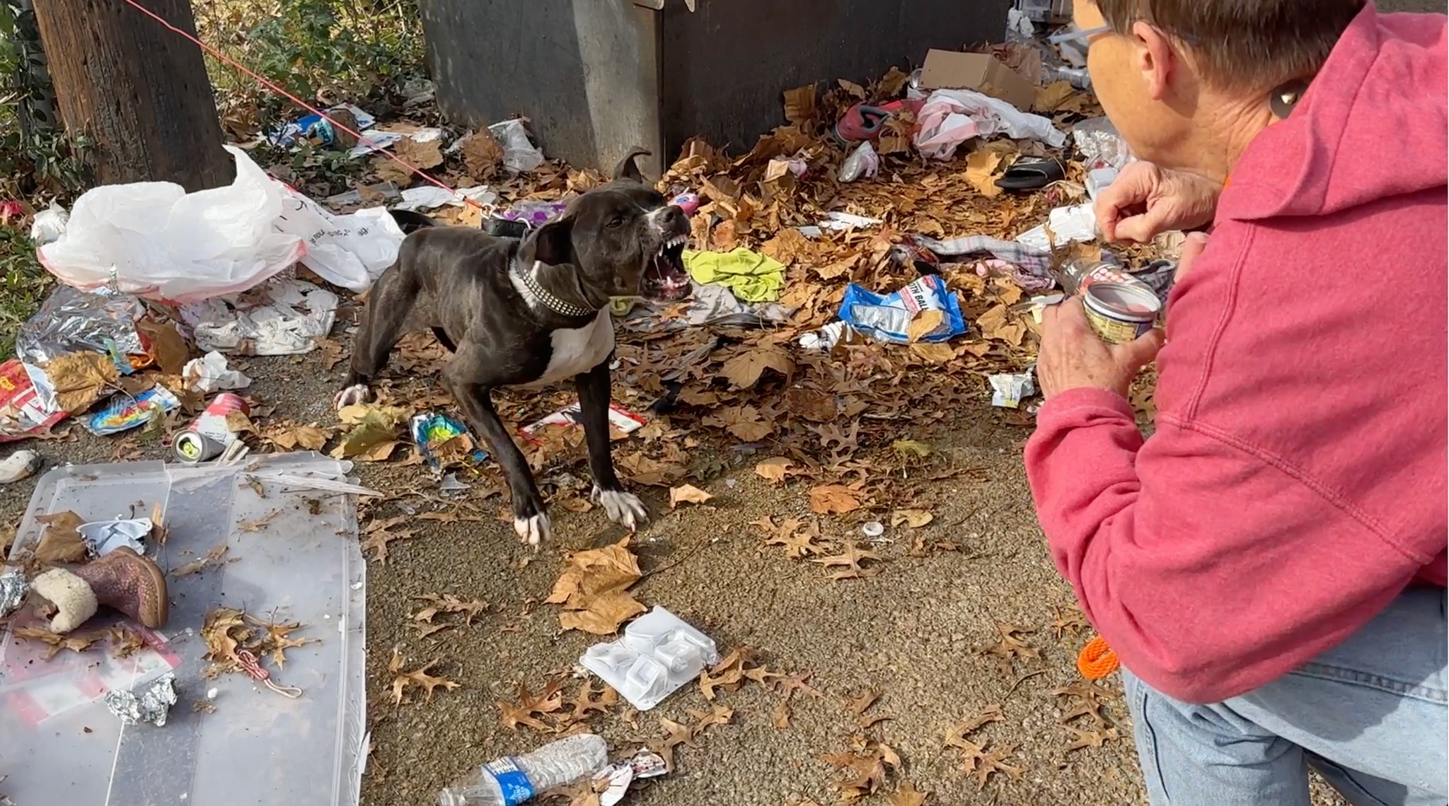 aggressive dog barking on man