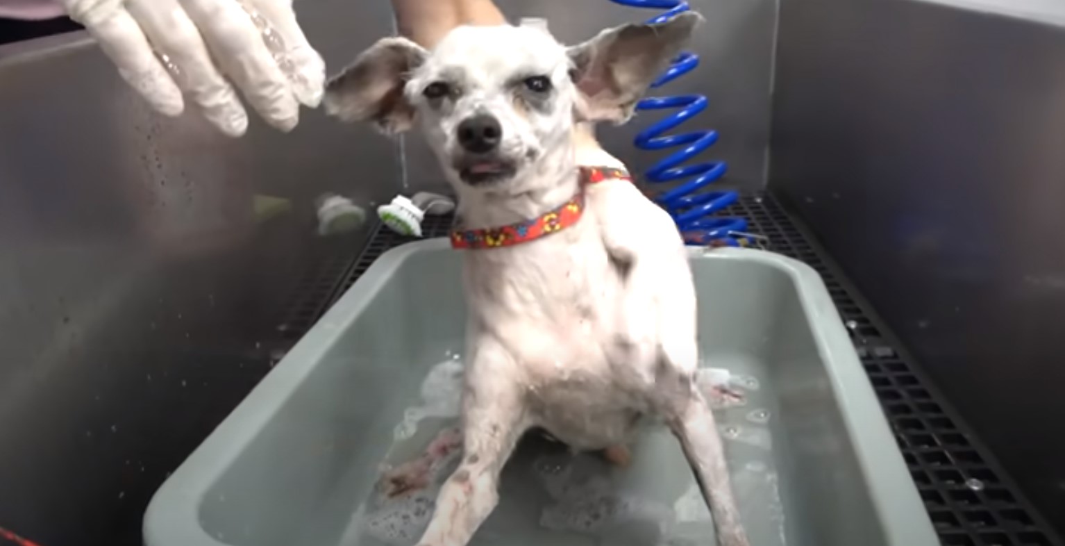 bathing white dog