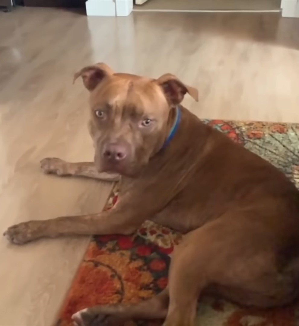 beautiful brown dog at home