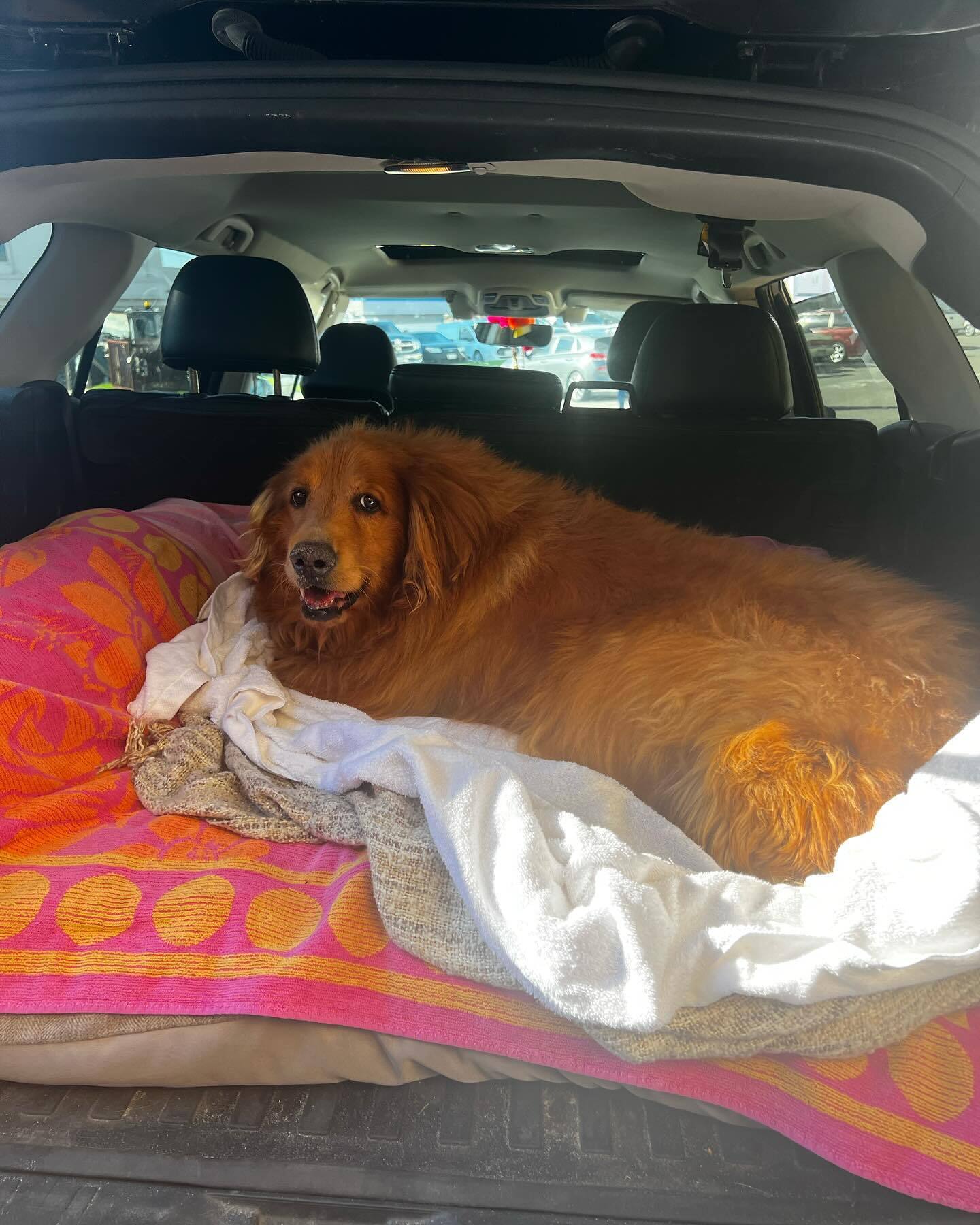 big goldie in the car