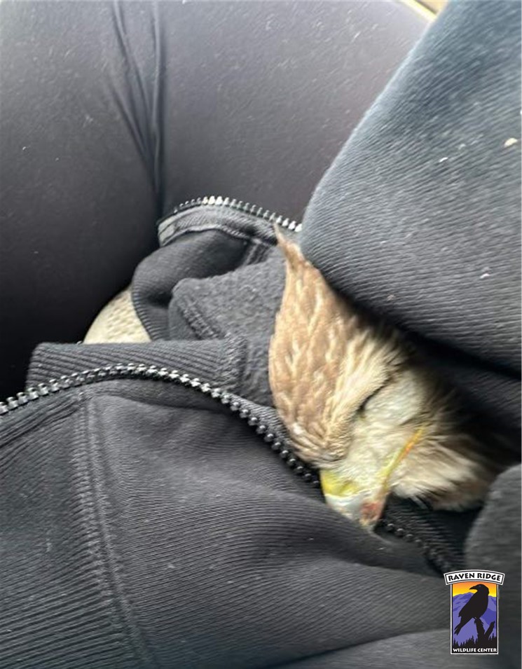 bird laying in guys jacket