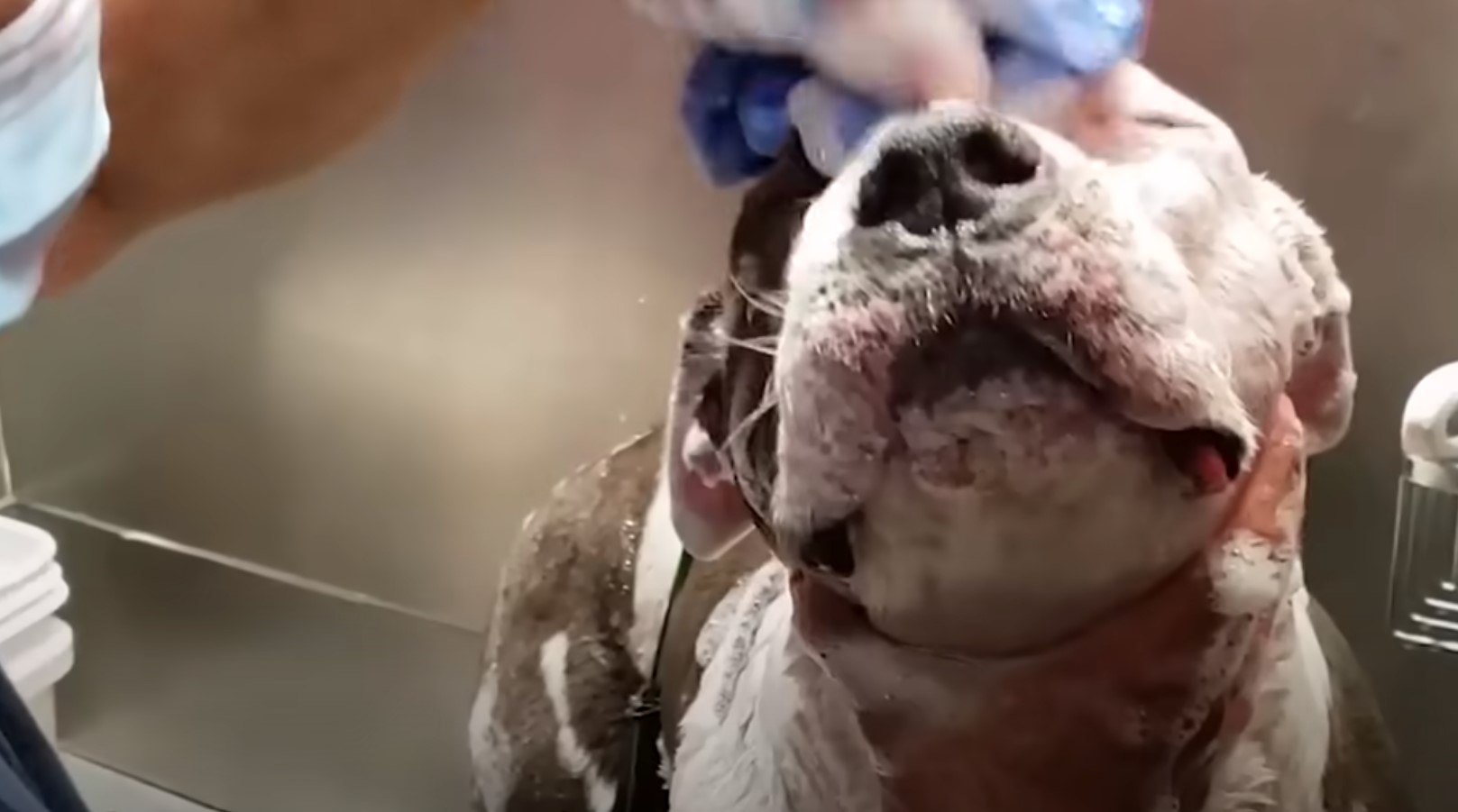 pitbull getting a bath