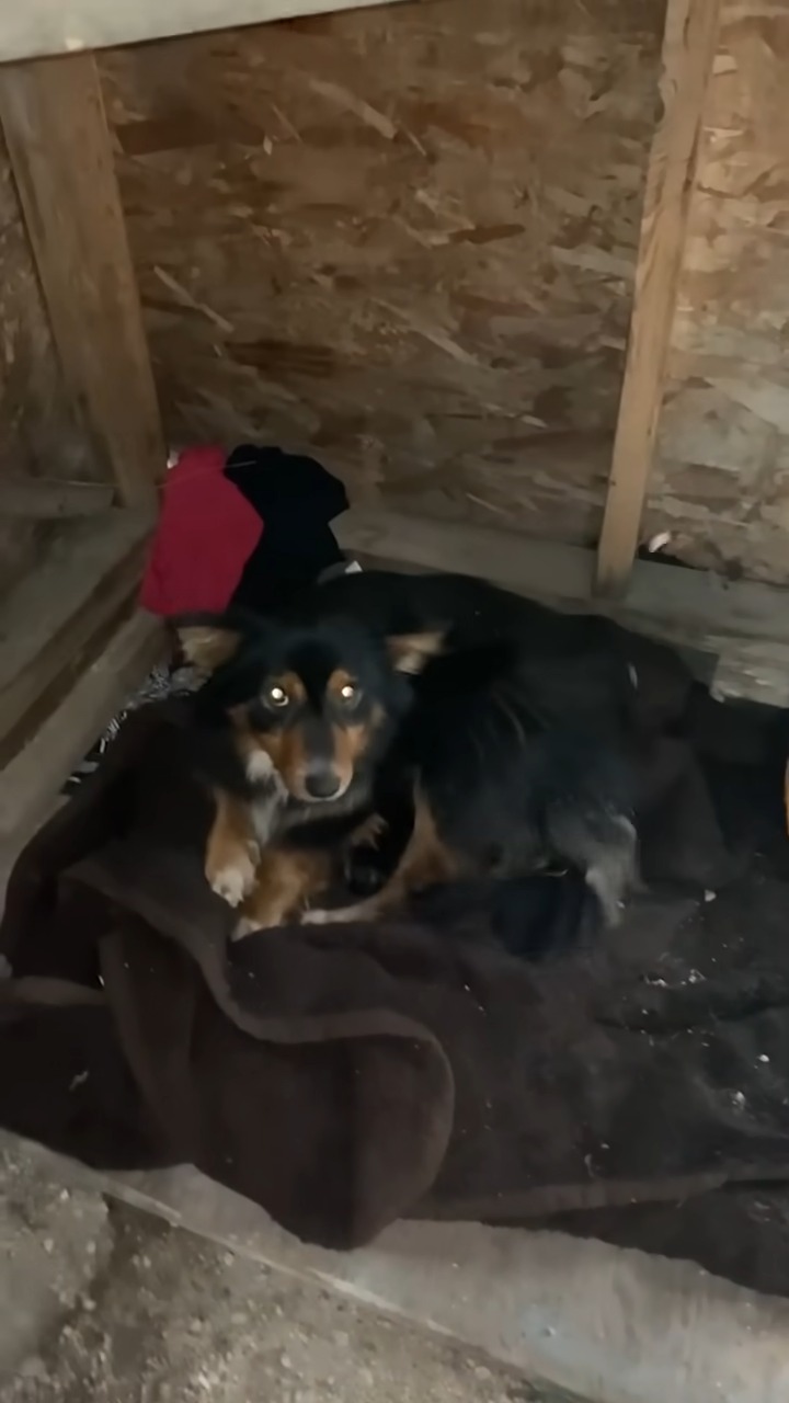 black dog lying on an old blanket in the corner 