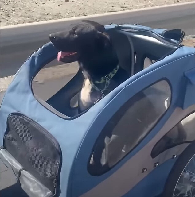 black dog in a blue car