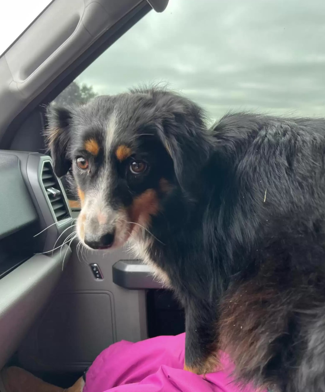 black dog sitting on a front seat of the car