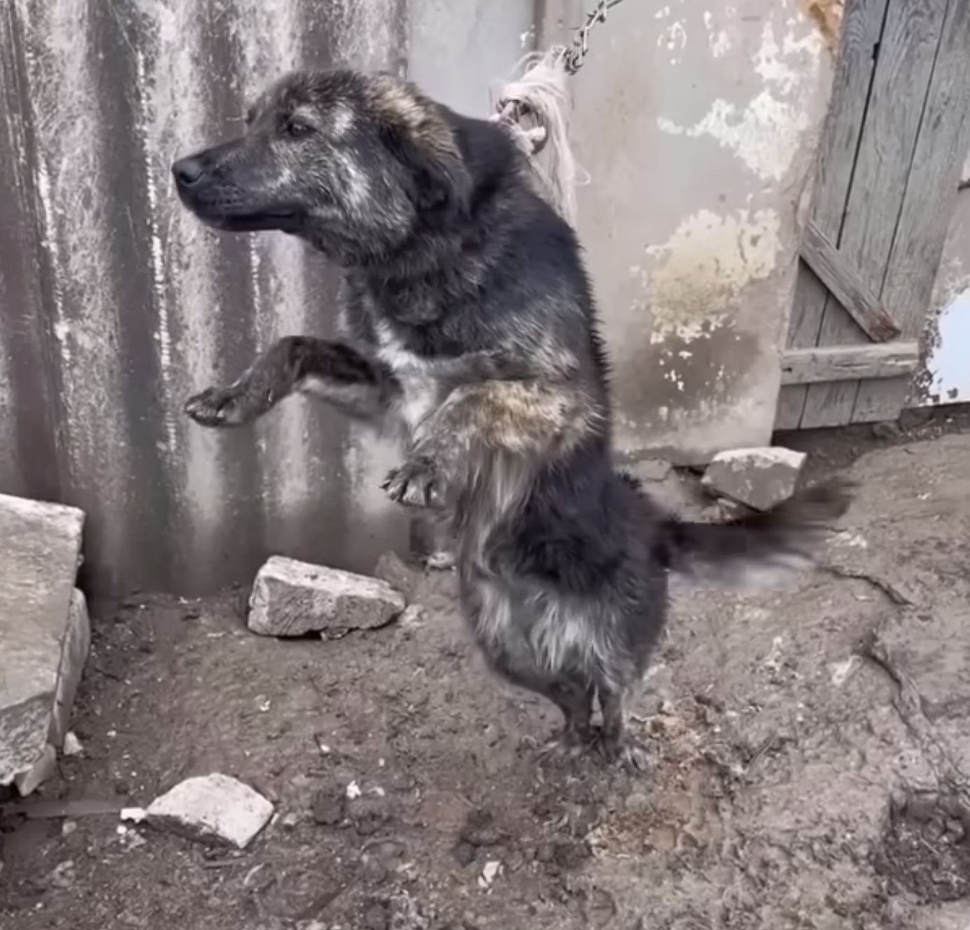 black dog tied on chain