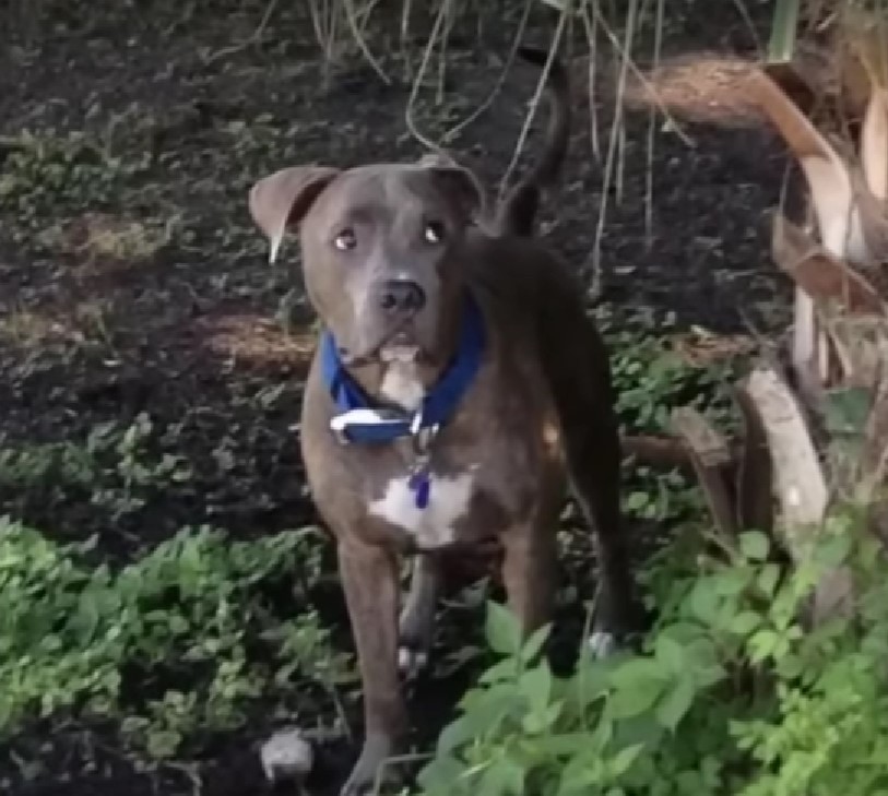black pit bull standing in forest