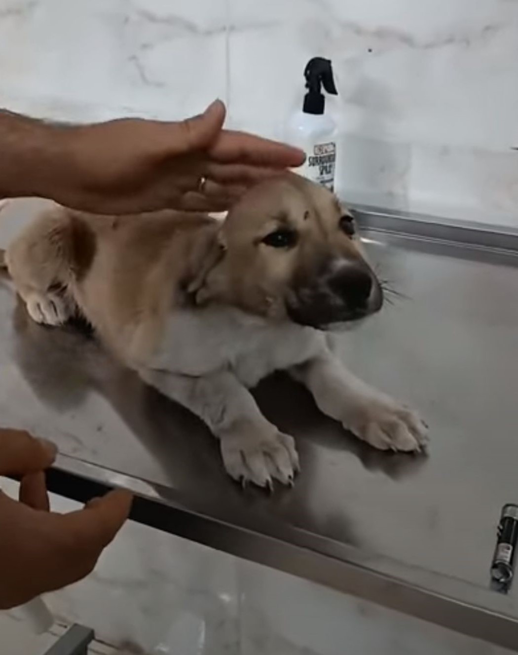 carresing dog with broken paw