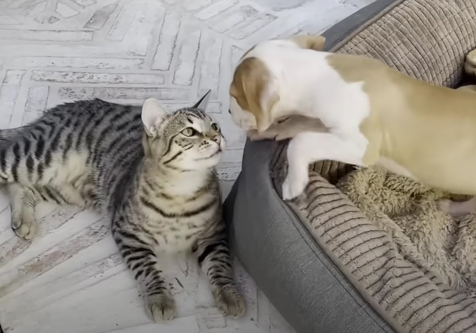 cat and dog lying and looking at each other